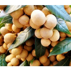 មៀនកោះក្របី​ - Koh Krabey Longan