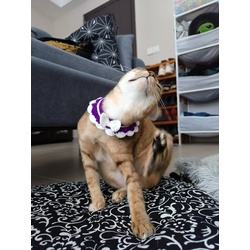 Handmade Crochet Cat Collar 