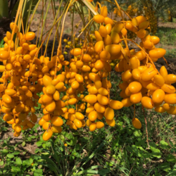 ល្មើសំឡូត ១គីឡូ 