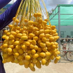 ល្មើសំពៅលូន ១គីឡូ