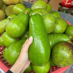 ផ្លែប័រមណ្ឌលគីរី ៥គីឡូ - Mondulkiri Avocado 5KG