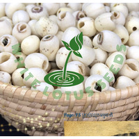 White Lotus Seeds 1kg