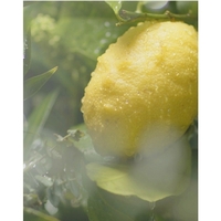 RYO Deep Cleaning & Cooling Shampoo 550ml