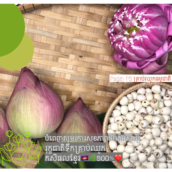 White Lotus Seeds 1kg