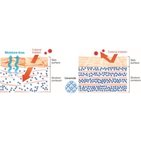 Curel Wrinkle Moisture Essence