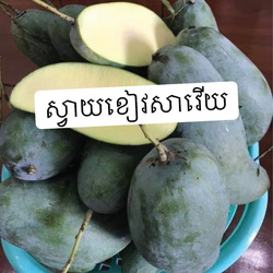 ស្វាយខៀវសាវើយខេត្តបាត់ដំបង ១គីឡូ - Mango Khieve Saveuy 1kg from Battambang Farm