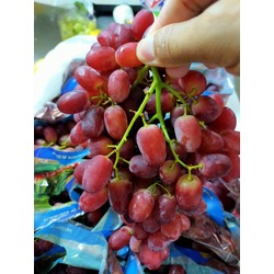 ទំពាំងបាយជូរក្រហម ១គីឡូ - Red Grapes 1KG