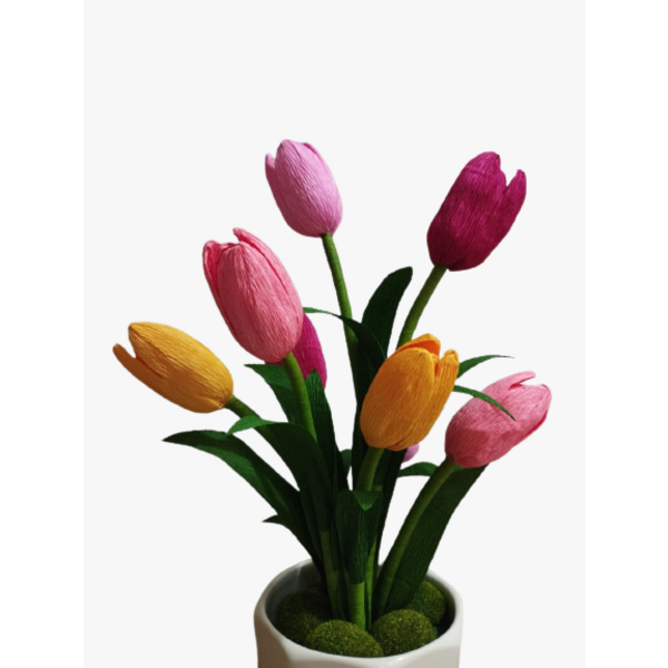 ផ្កា Tulips