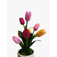 ផ្កា Tulips