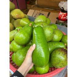 Mondulkiri Avocado - ផ្លែប័រមណ្ឌលគីរី