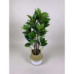 Artificial Plant - Rubber Fig w/Rattan Basket